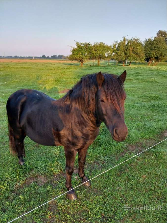 Parduodamas poni eržilas