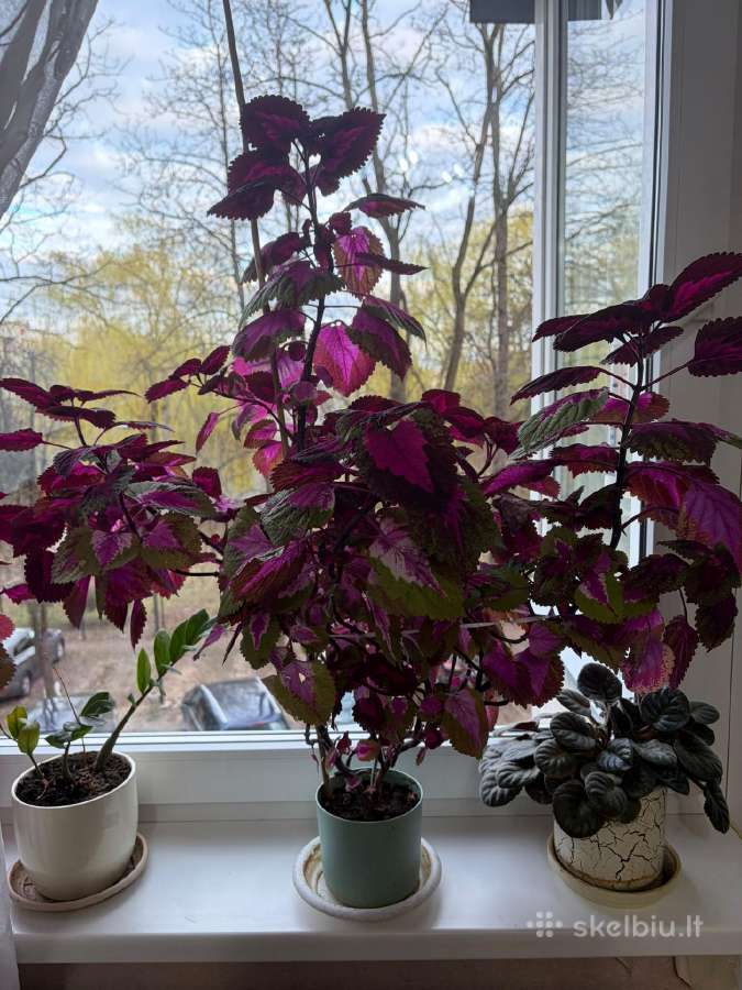 Koliausas (Margalapis)