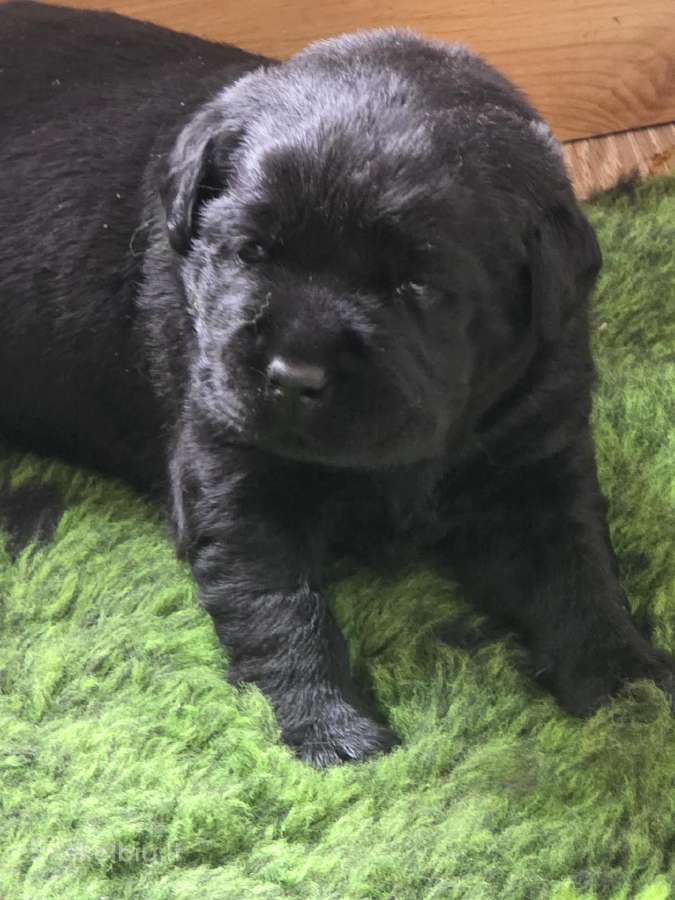 Kilmingi juodi labradorai - nuotraukos Nr. 21