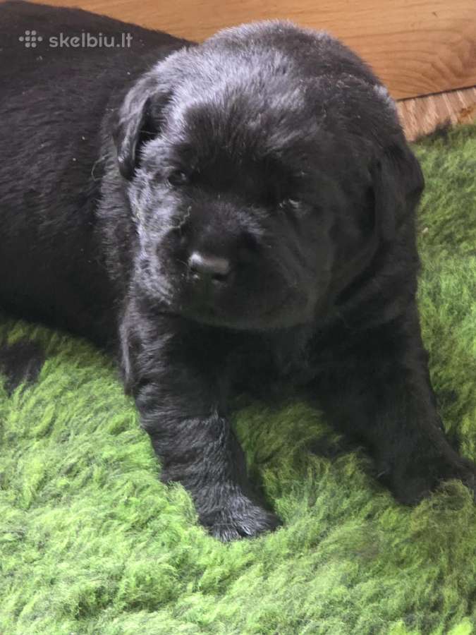 Kilmingi juodi labradorai - nuotraukos Nr. 22