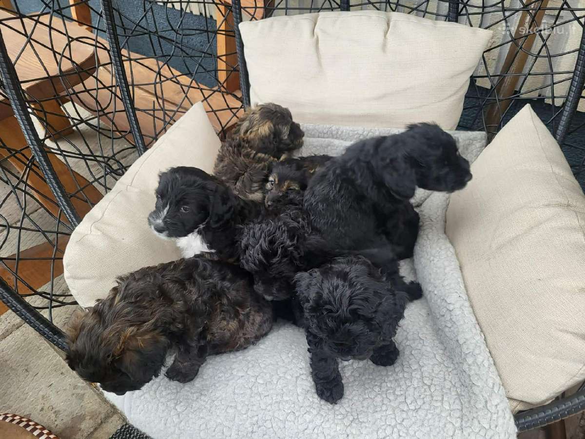 Cavapoo (Kavapoo) suniukai