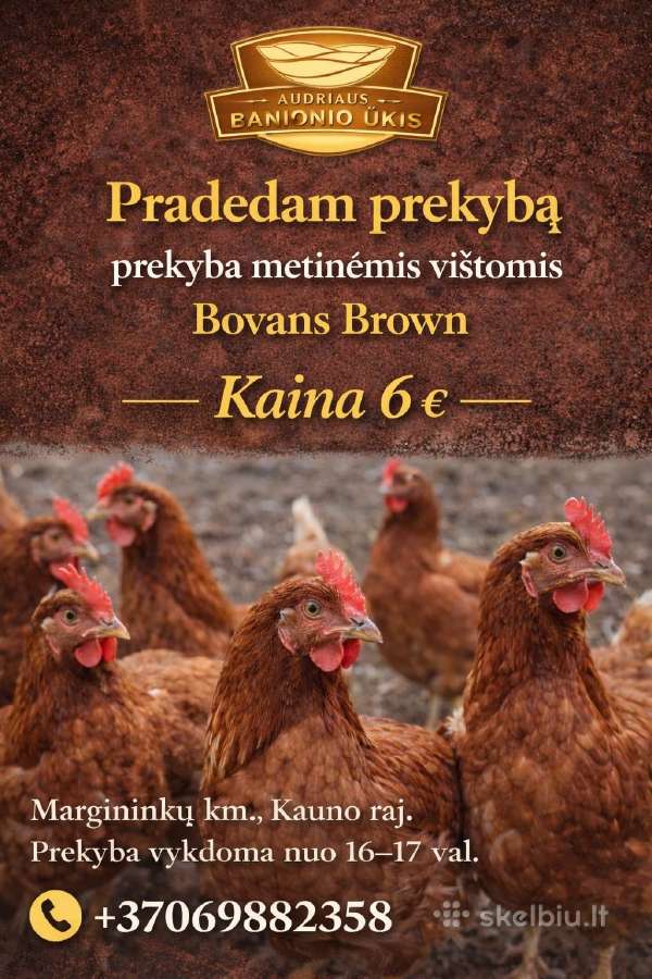 Parduodamos metinės Bovans Brown dedeklės