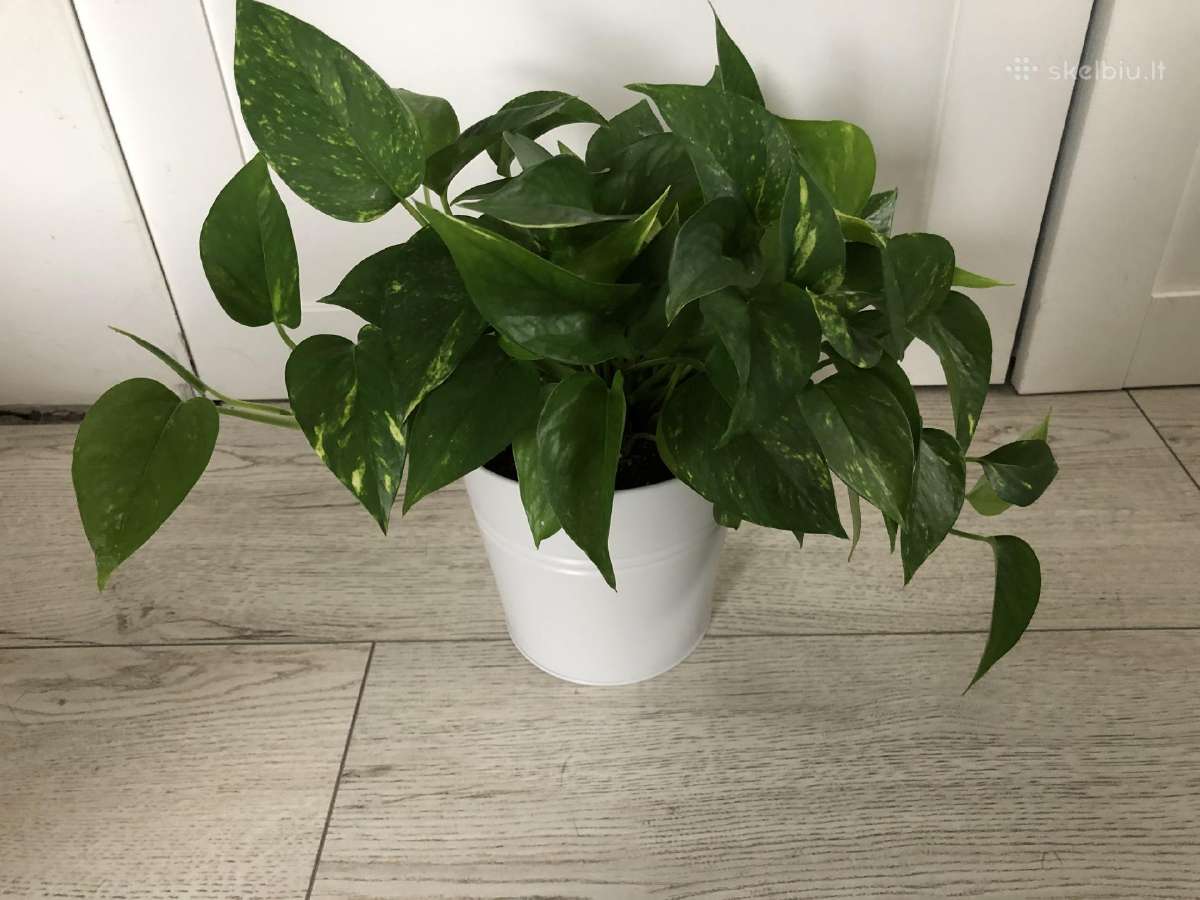 Skindapas aureum