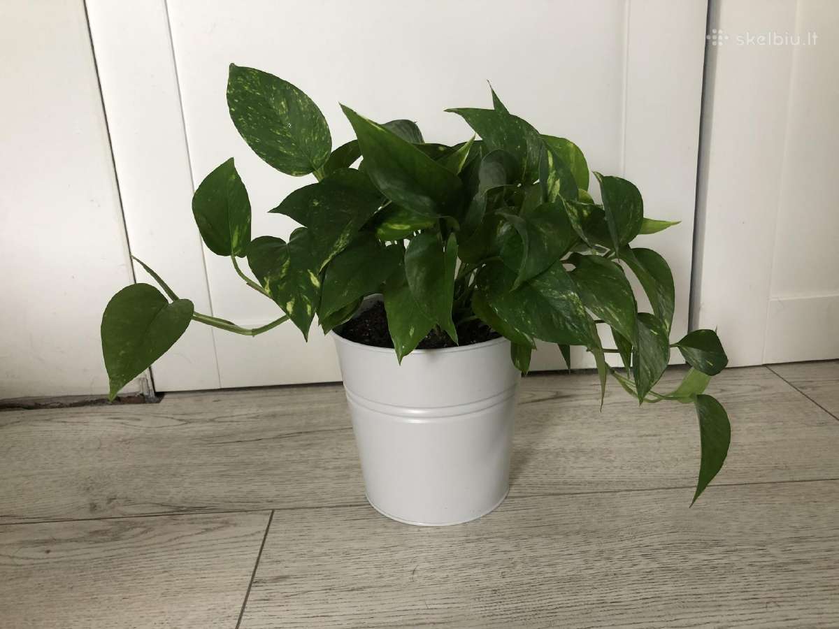 Skindapas aureum - nuotraukos Nr. 3