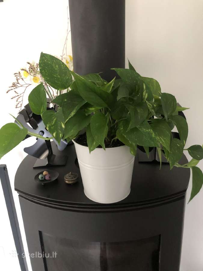 Skindapas aureum - nuotraukos Nr. 4