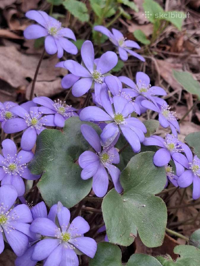Parduodamas naujos statybos namas Kernavė - nuotraukos Nr. 11