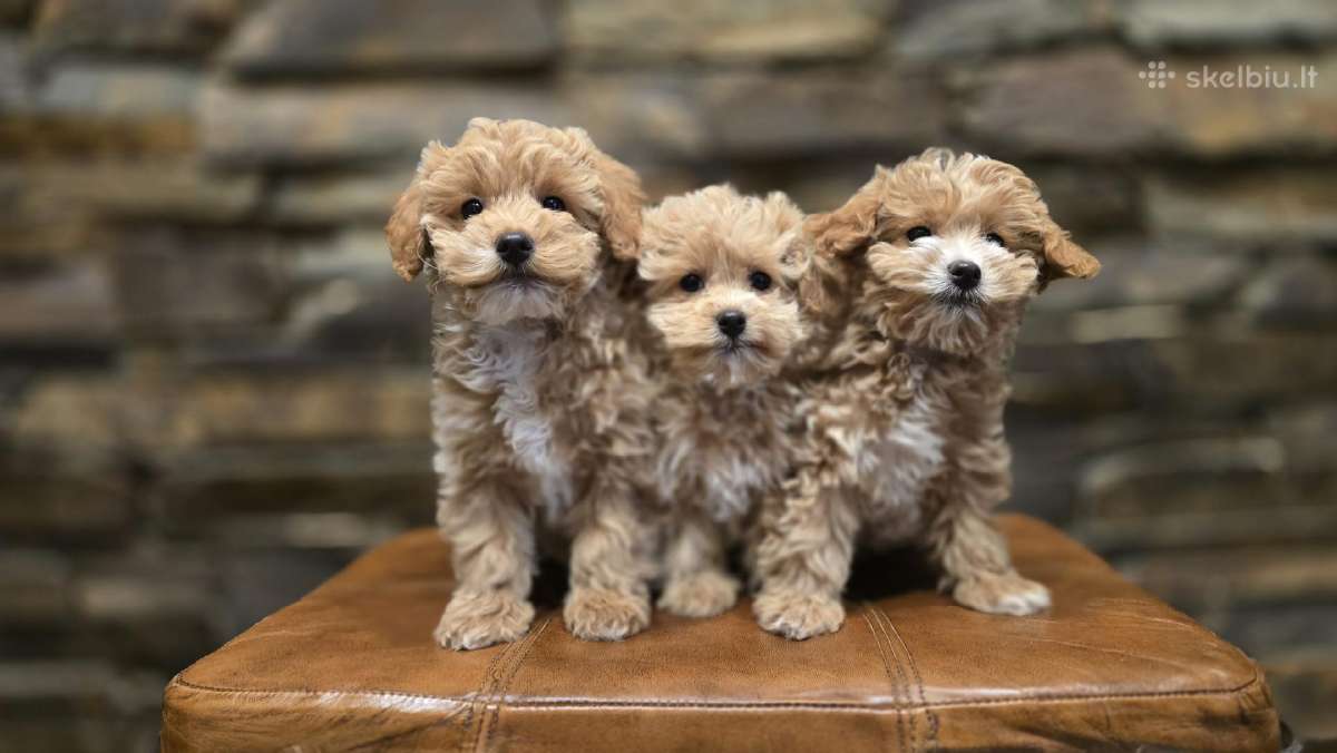 Parduodami Maltipoo šuniukai