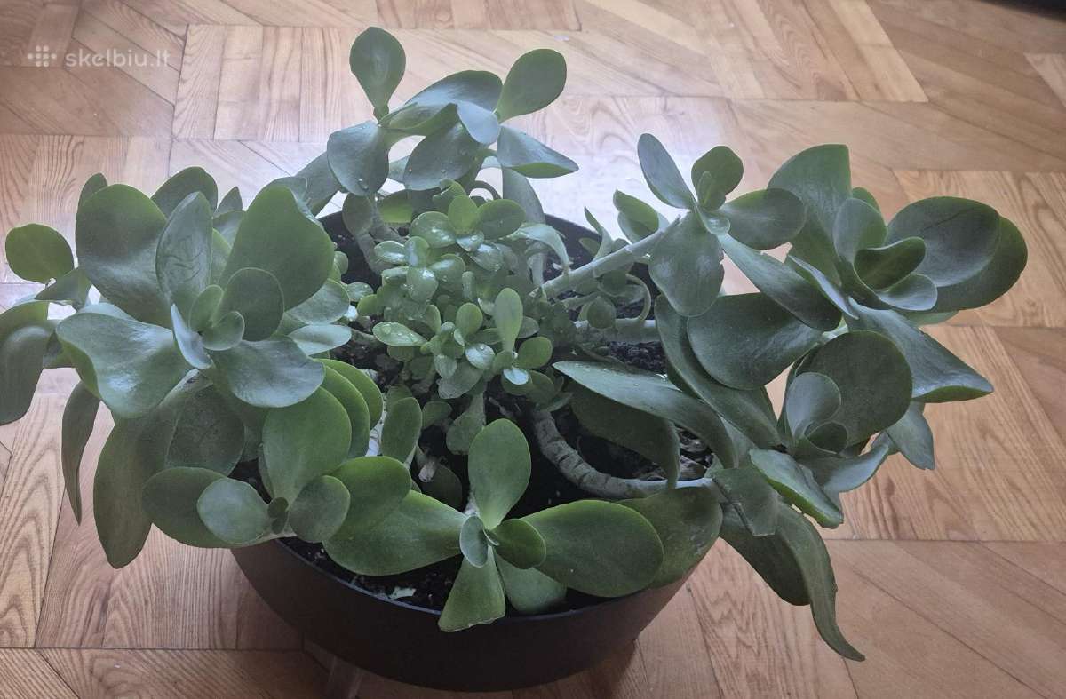 Medėjantis storalapis. (Crassula ovata)