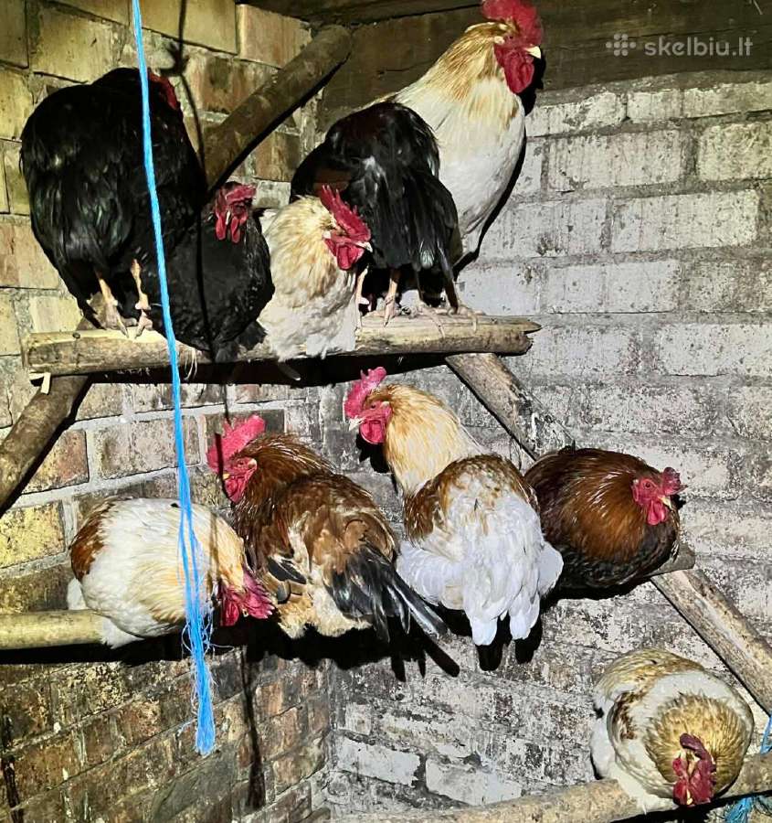 Vištu kiaušiniai perinimui