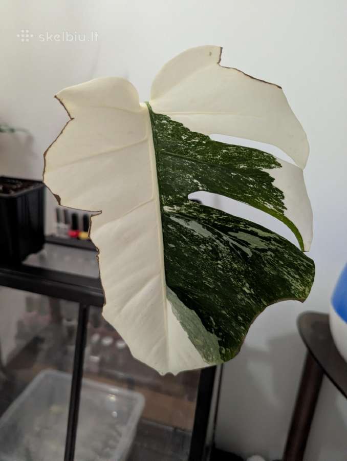 Monstera deliciosa albo variegata
