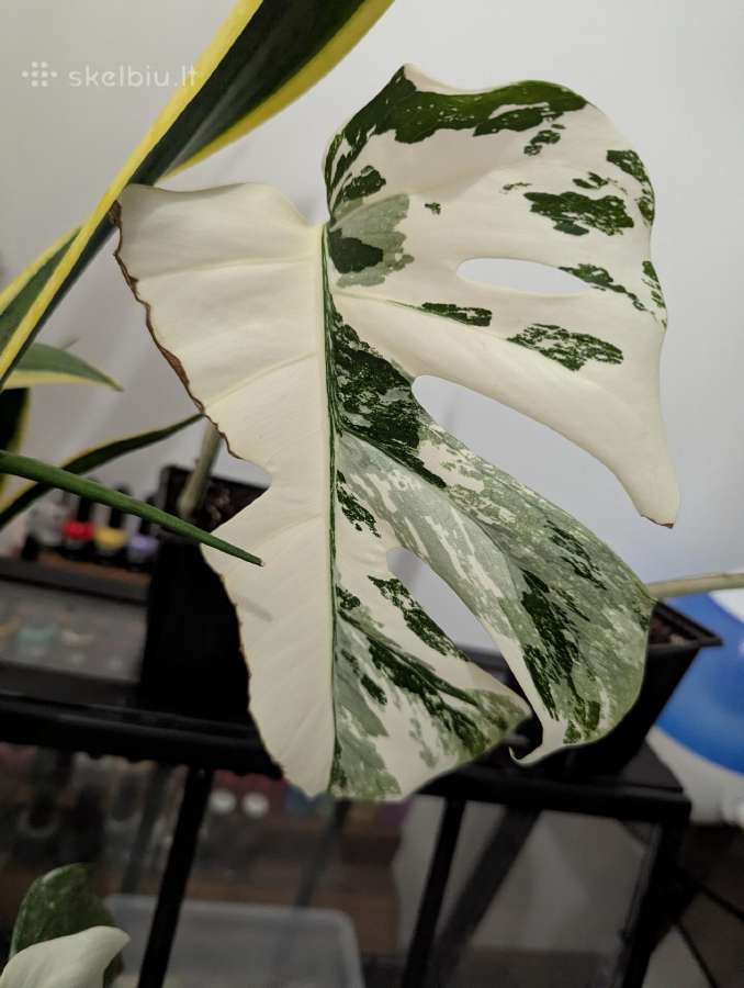 Monstera deliciosa albo variegata - nuotraukos Nr. 2