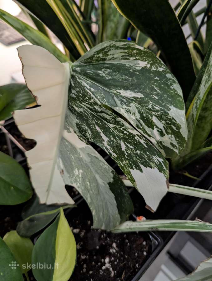 Monstera deliciosa albo variegata - nuotraukos Nr. 3