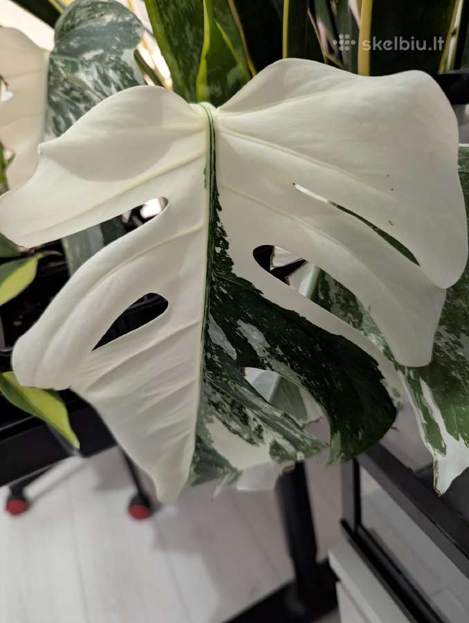 Monstera deliciosa albo variegata - nuotraukos Nr. 4