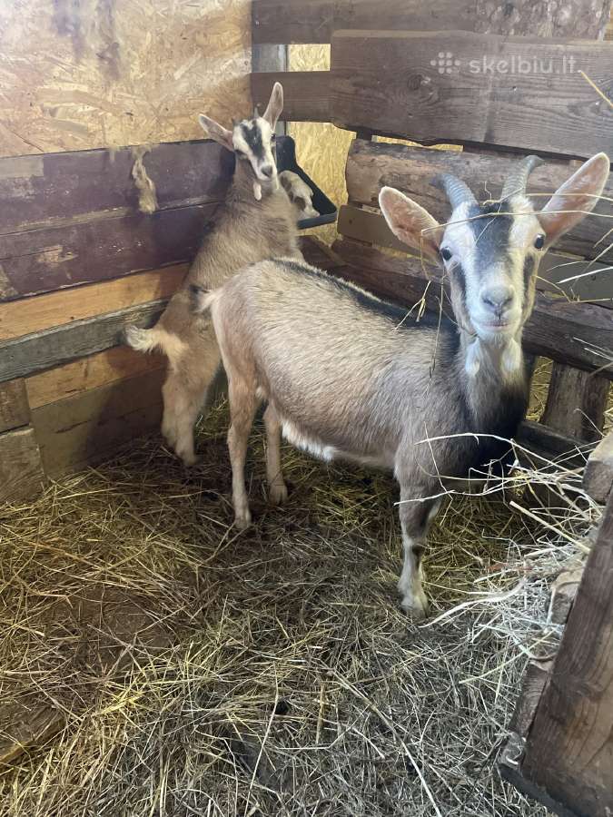 Ožkytė