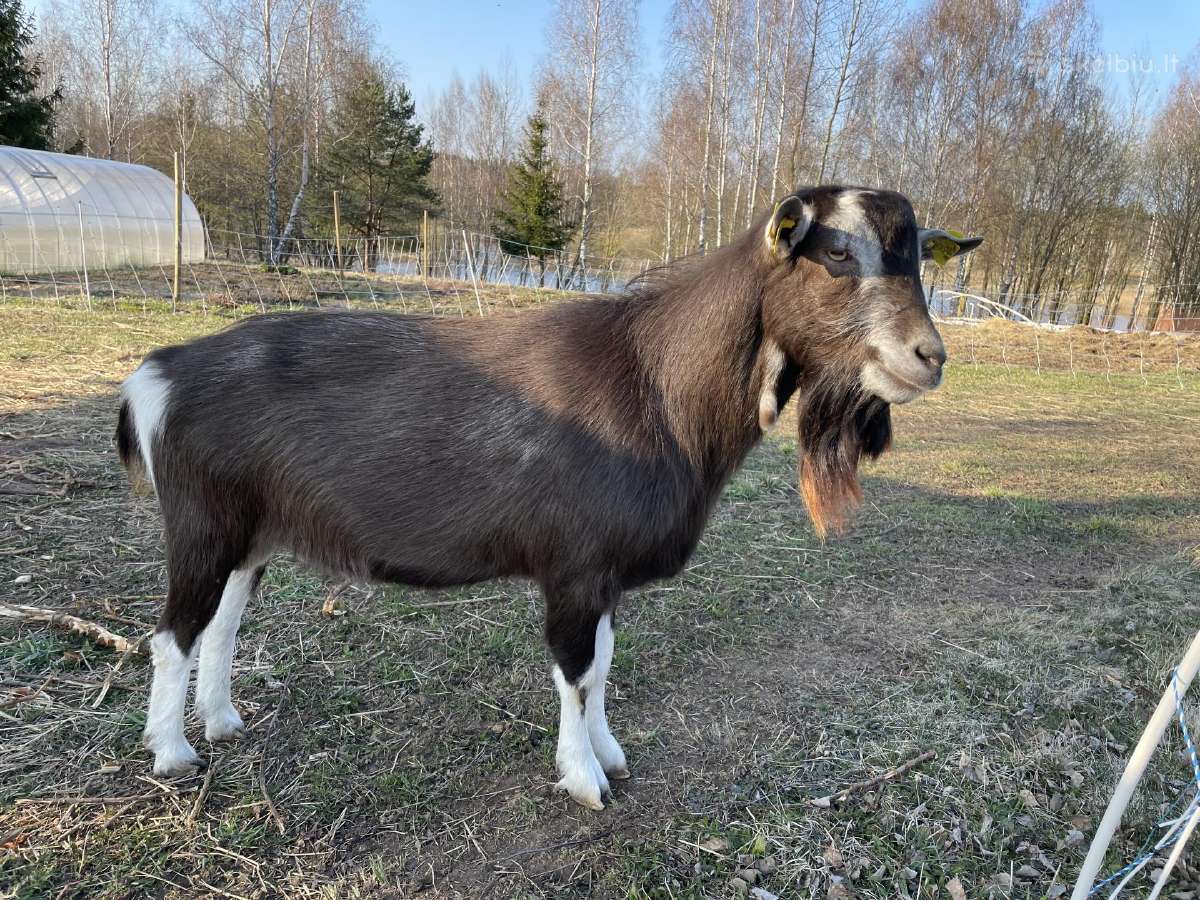 Tiuringijos ožys