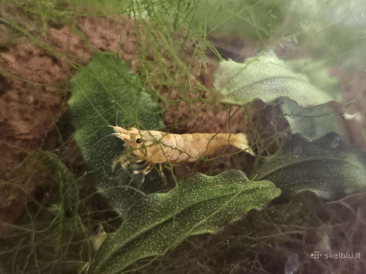 Carrot krevetės. Nauja rūšis. Ne geltonos.