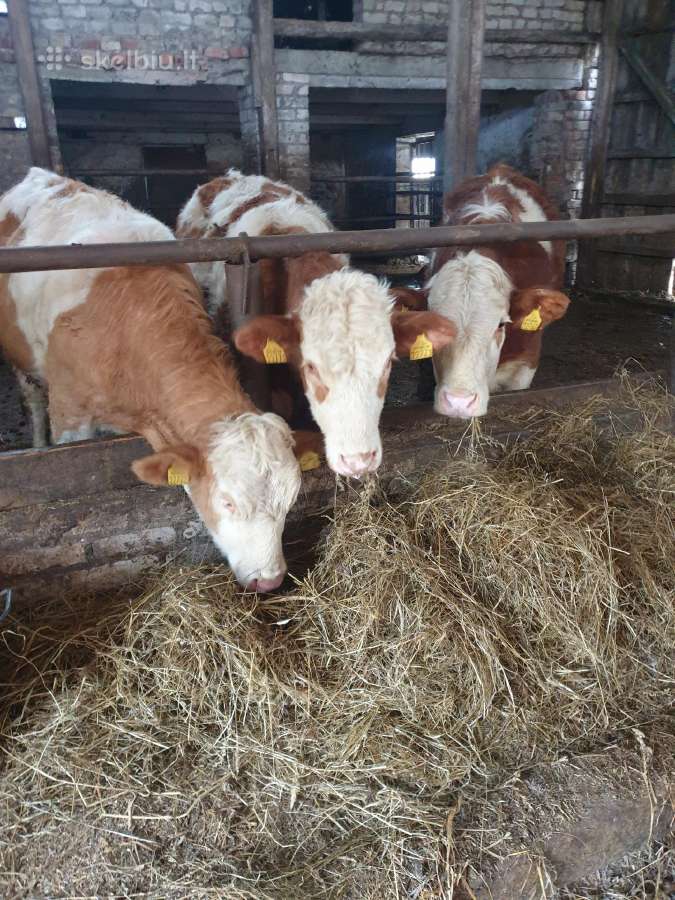 Parduodamos simentalių veislės telyčios