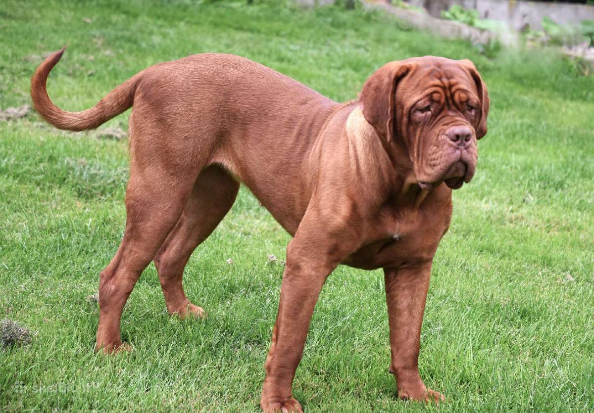Bordo Dogu Veislynas Senoves Kilnumas
