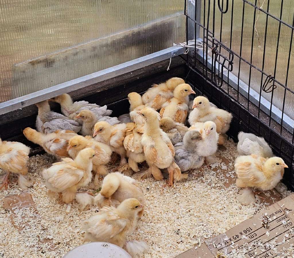 Dedeklės Antys viščiukai patarškos - nuotraukos Nr. 9