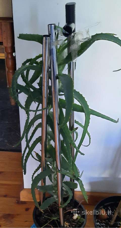 Didelis Alijošius 80 cm aukščio