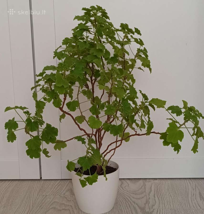 Kvapioji pelargonija Peter's Luck