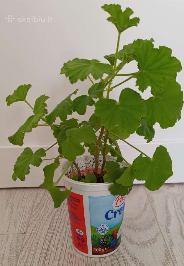 Kvapioji pelargonija Peter's Luck