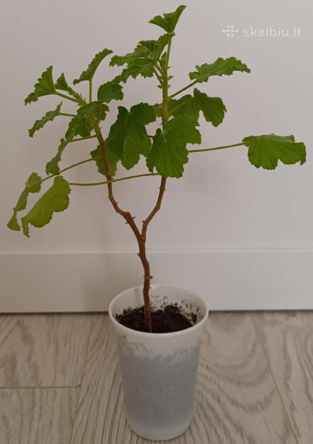 Kvapioji pelargonija Peter's Luck