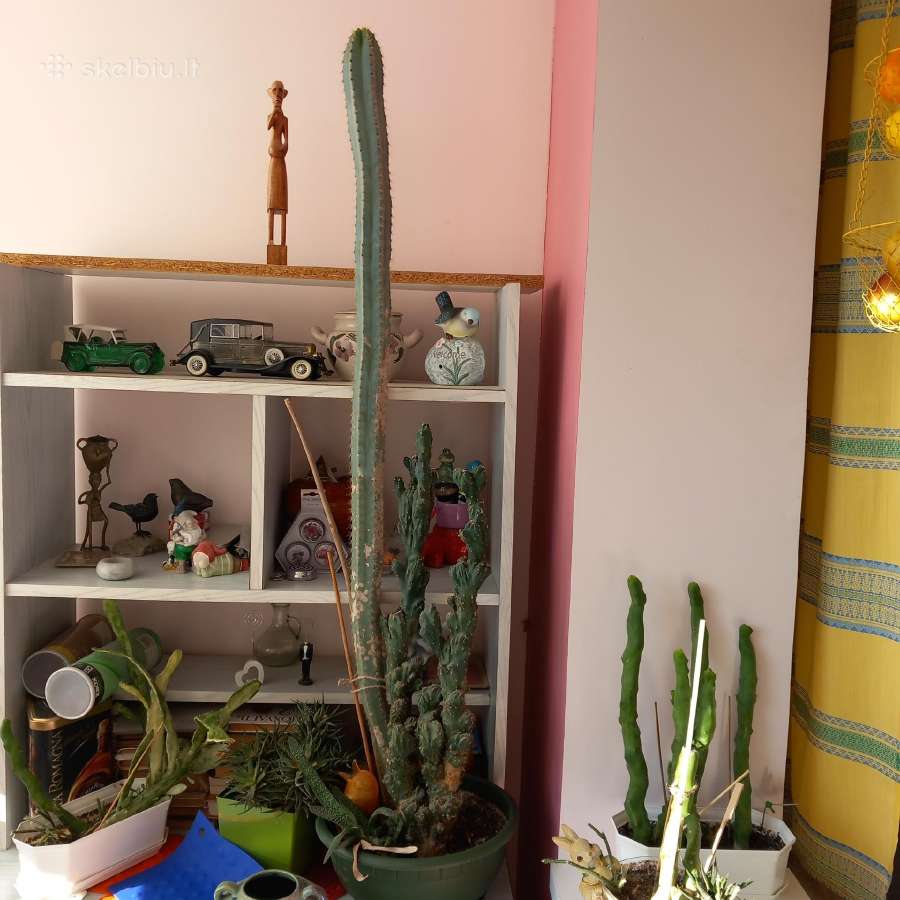 Kambarinės gėlė kaktusai - nuotraukos Nr. 2