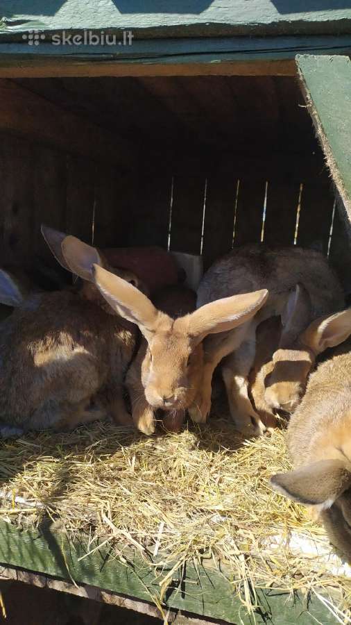 Parduodami triušiai skerdienai ar auginimui - nuotraukos Nr. 2