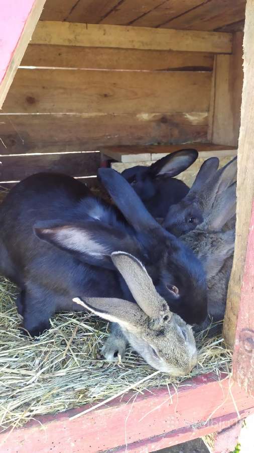 Parduodami triušiai skerdienai ar auginimui - nuotraukos Nr. 5
