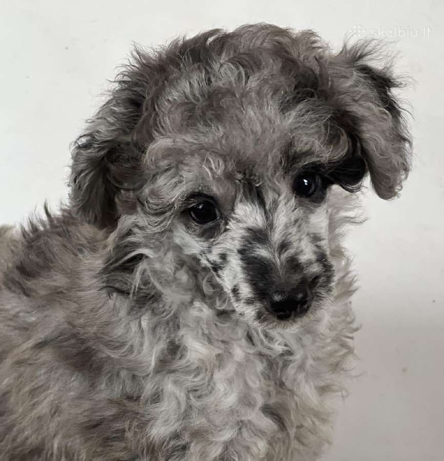 Blue merle toy pudeliai
