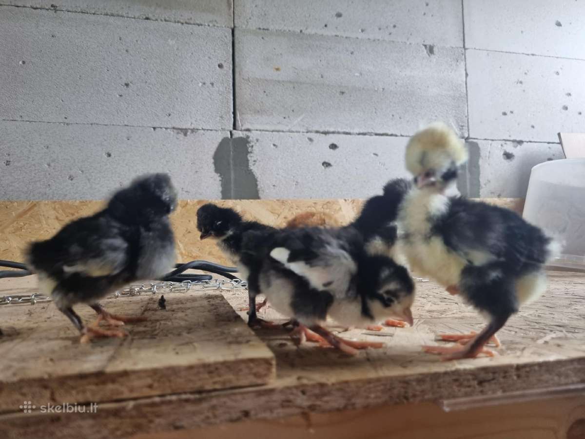 Parduodami viščiukai - nuotraukos Nr. 3