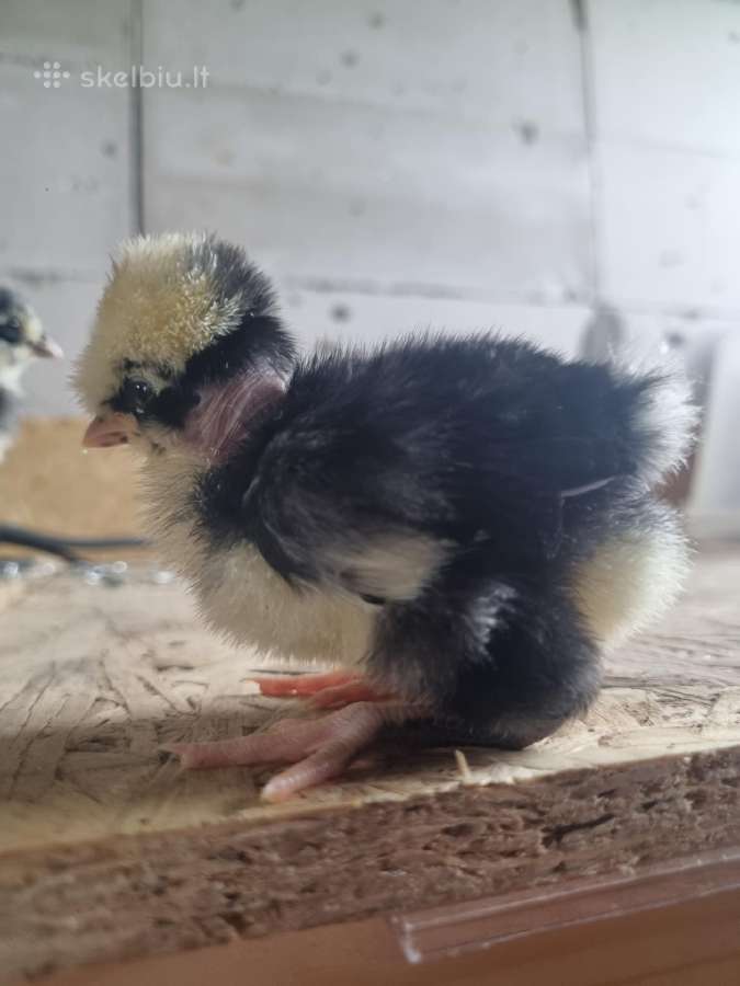 Parduodami viščiukai - nuotraukos Nr. 2