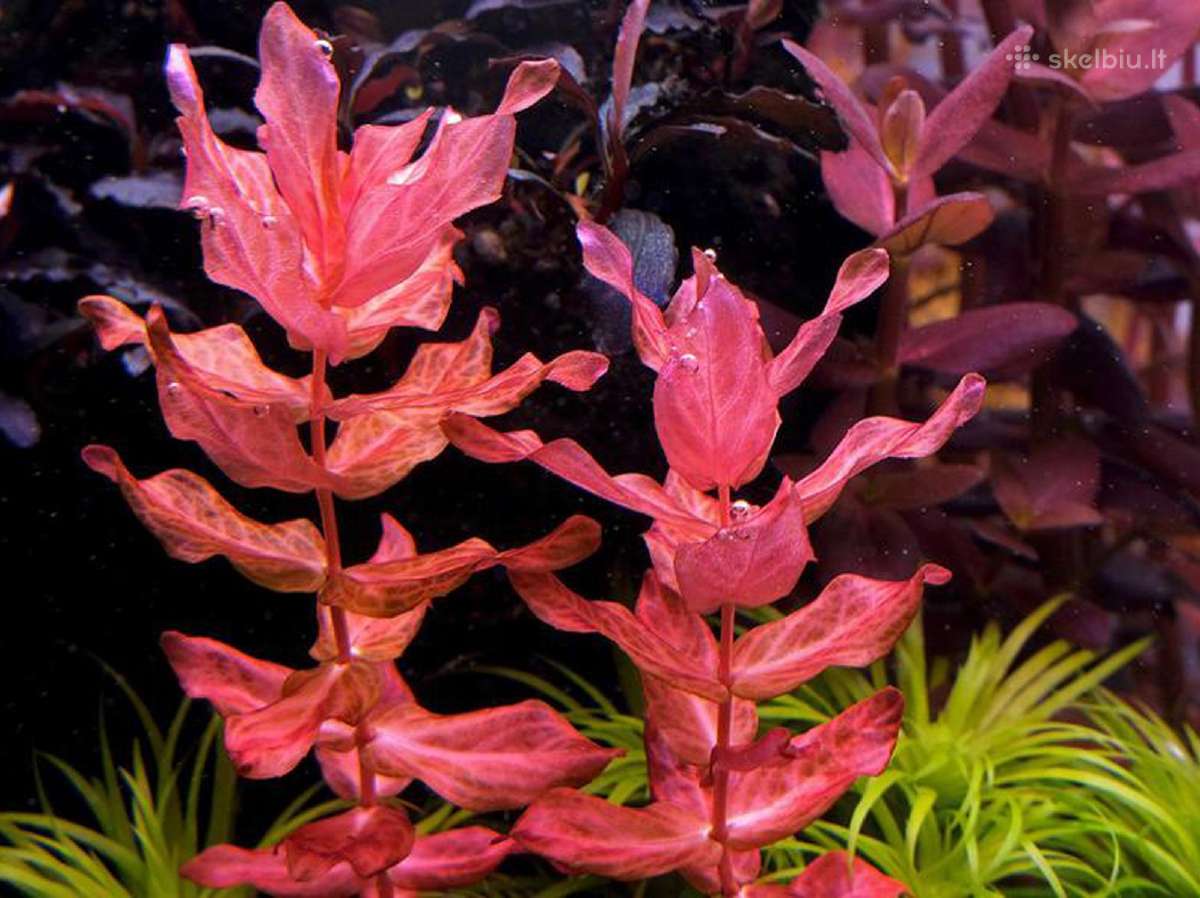 Akvariumo augalai