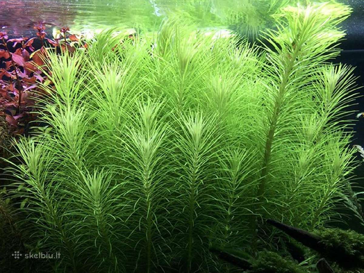Akvariumo augalai - nuotraukos Nr. 2