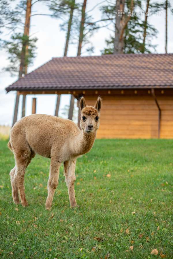 Parduodamos alpakos - nuotraukos Nr. 2