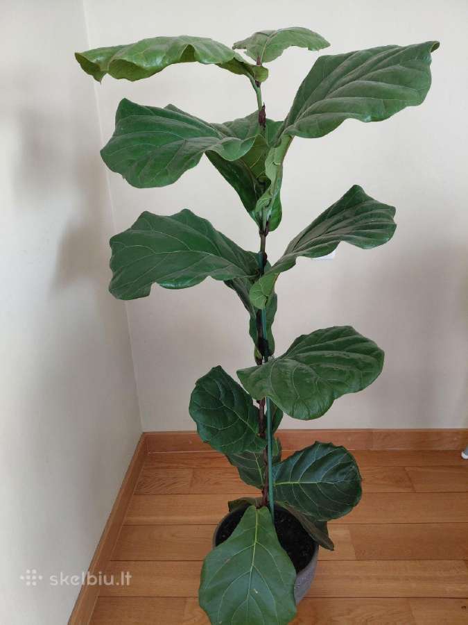 Lyralapis fikusas