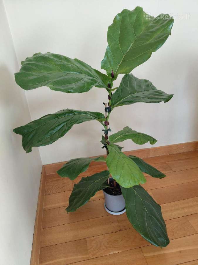 Lyralapis fikusas