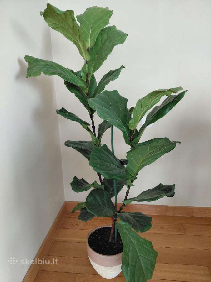 Lyralapis fikusas