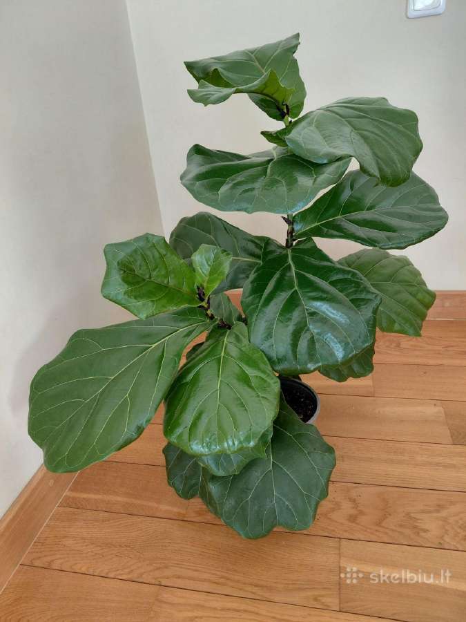 Lyralapis fikusas