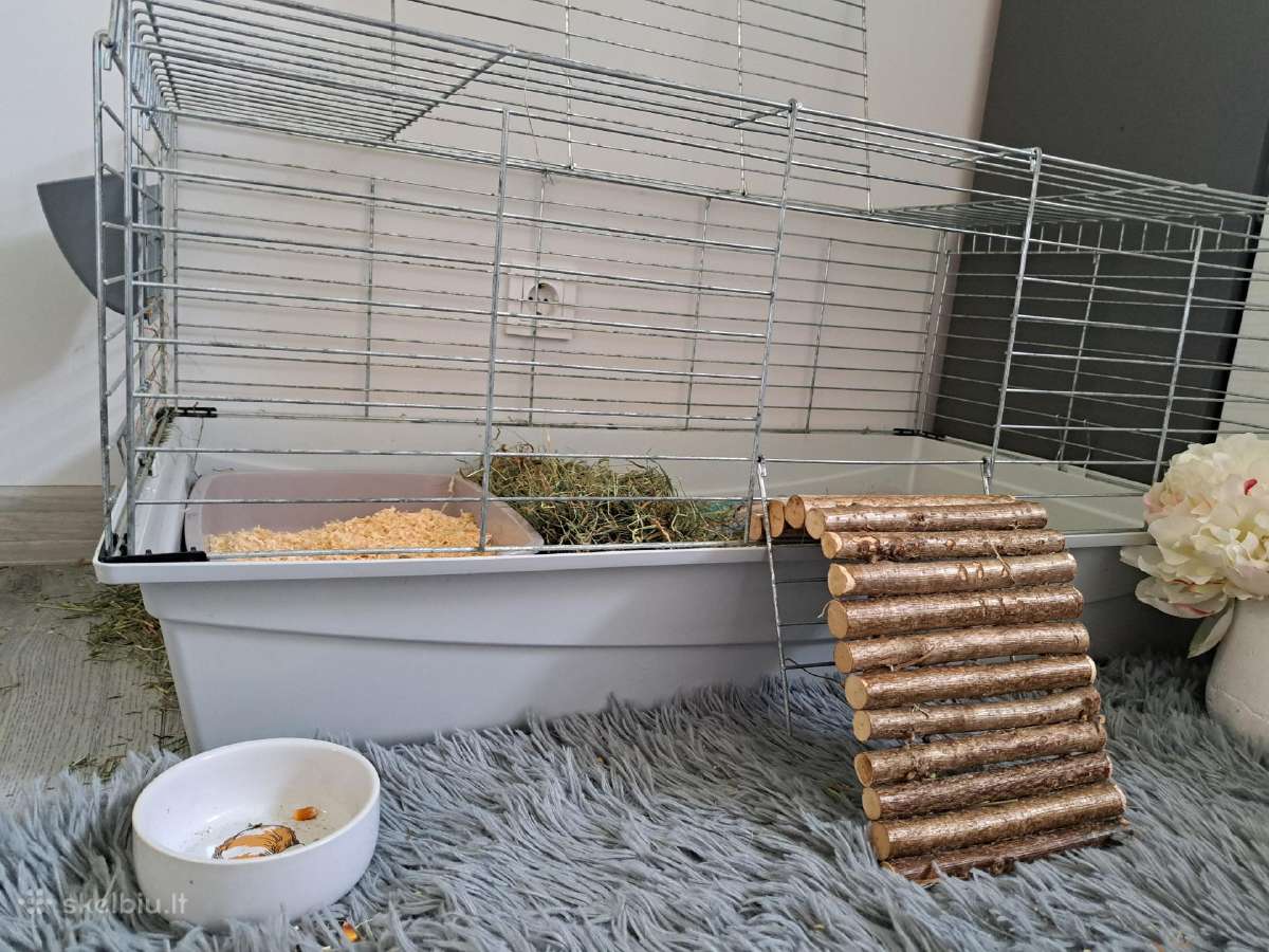 Narvelis graužikui
