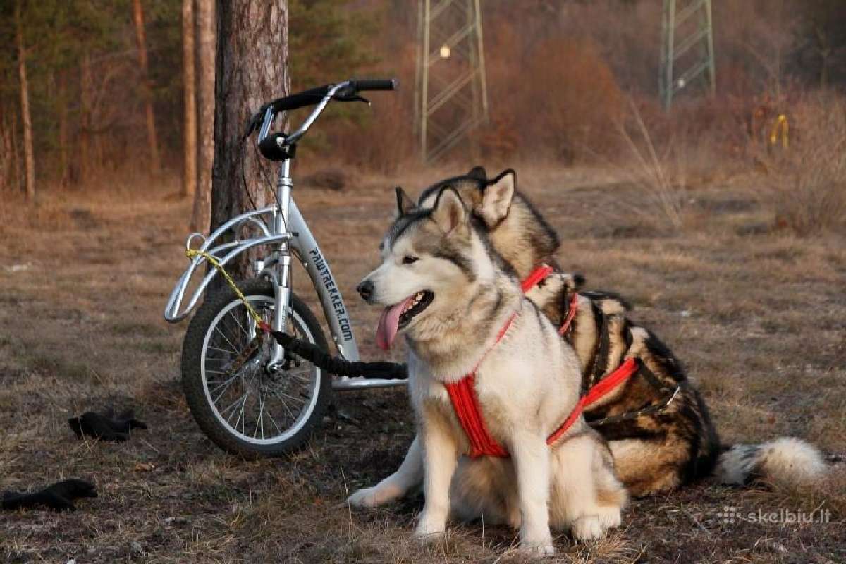 Paspirtukas Pawtrekker