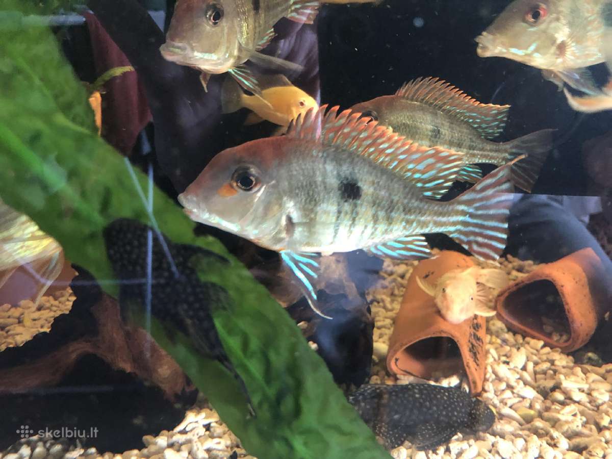 Geophagus tapajos red head ir gyvavadės