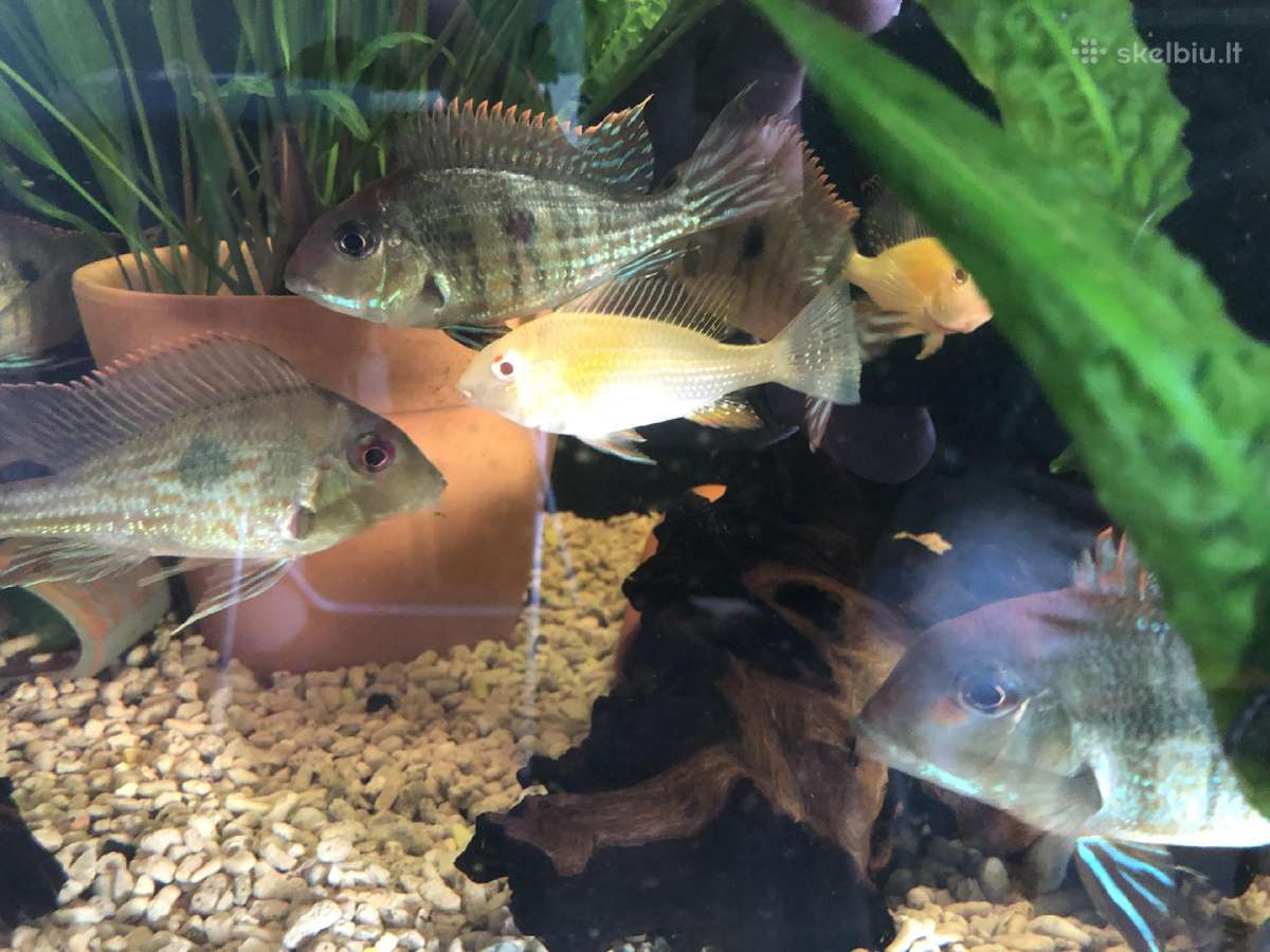 Geophagus tapajos red head ir gyvavadės - nuotraukos Nr. 2