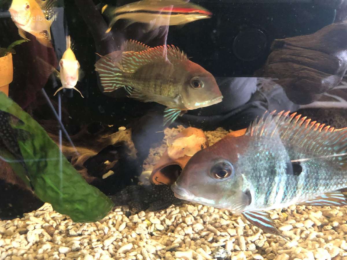 Geophagus tapajos red head ir gyvavadės - nuotraukos Nr. 3