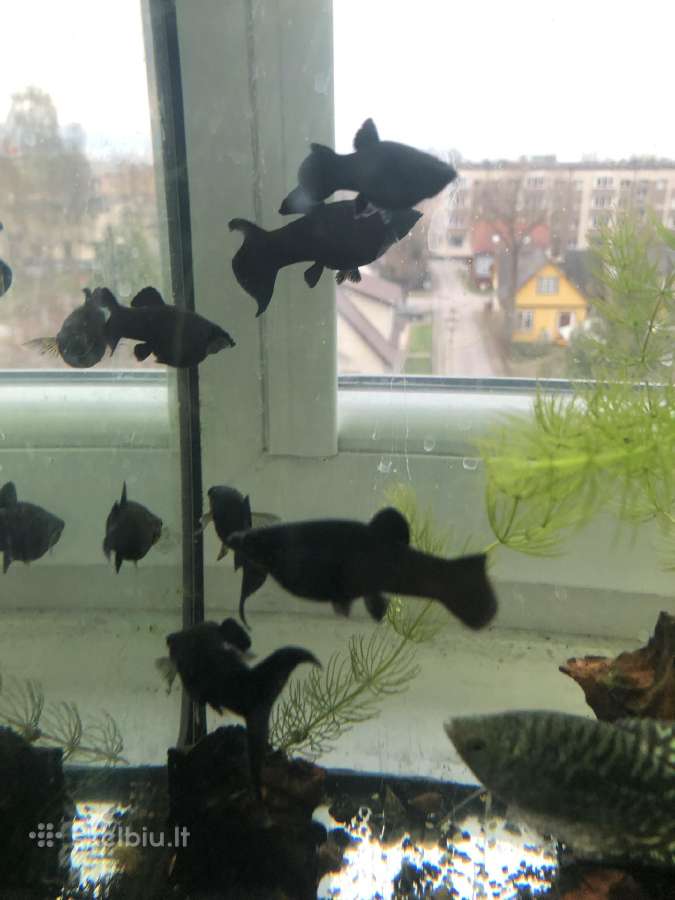 Geophagus tapajos red head ir gyvavadės - nuotraukos Nr. 5