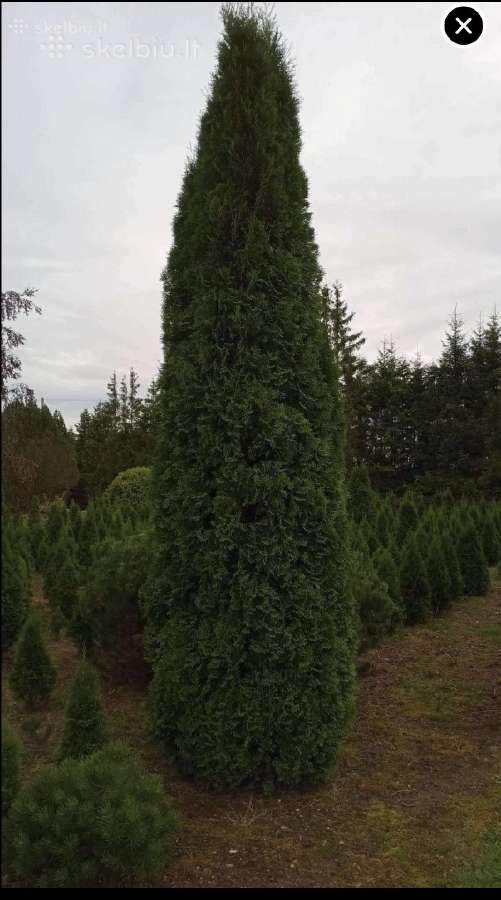 Tujos Smaragd užaugintos Lietuvoje / 170 - 180 cm - nuotraukos Nr. 6