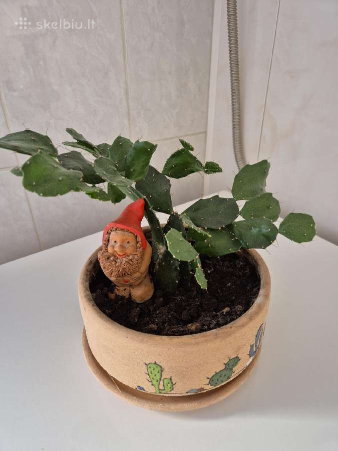 Kaktusas