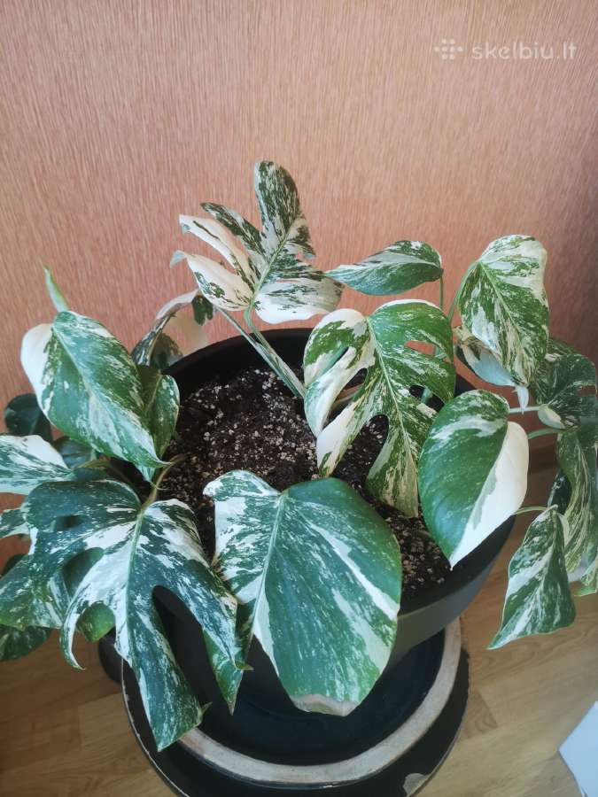 Monstera variegata - nuotraukos Nr. 4