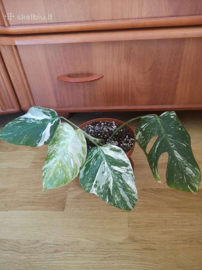 Monstera variegata